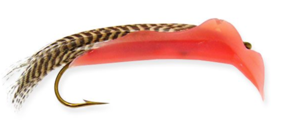 Shrimp